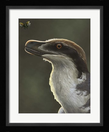 Framed Acheroraptor dromaeosaurid dinosaur with hispine beetle Print