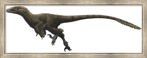 Framed Utahraptor ostrommaysorum Print