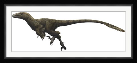 Framed Utahraptor ostrommaysorum Print