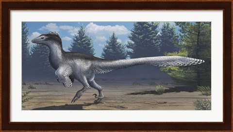 Framed mid-sized Cretaceous China deinonychosaur Print