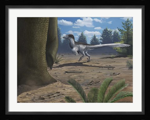 Framed deinonychosaur leaves tracks across a Cretaceous China landscape Print