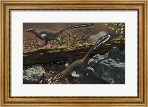 Framed Mei long, the famous troodontid in the sleeping position Print