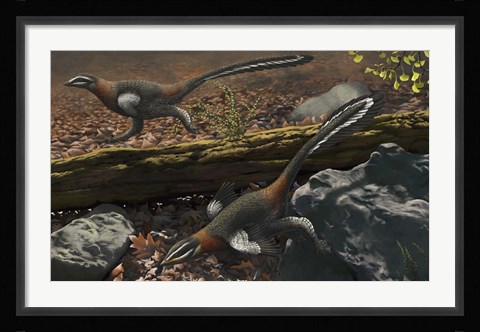 Framed Mei long, the famous troodontid in the sleeping position Print