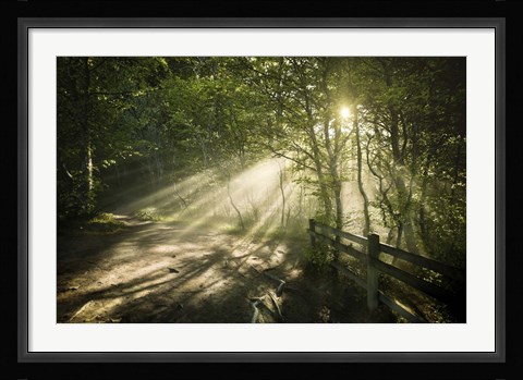 Framed Sunrays shining through a dark, misty forest, Liselund Slotspark, Denmark Print