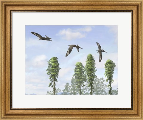 Framed Pteranodon longiceps trio, two males and a female Print