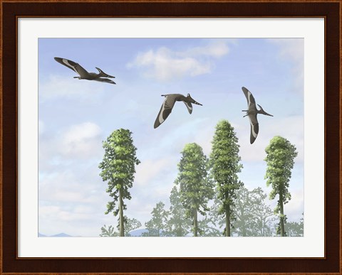 Framed Pteranodon longiceps trio, two males and a female Print