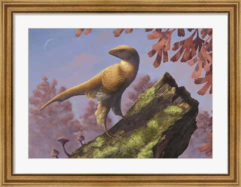 Framed Eosinopteryx brevipenna perched on a tree branch Print