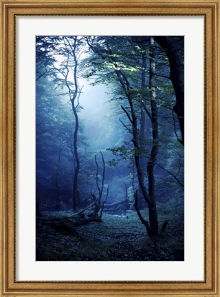 Framed Misty, dark forest, Liselund Slotspark, Denmark Print