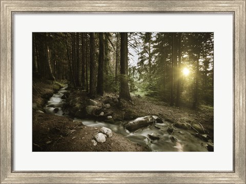 Framed Small stream in a forest at sunset, Pirin National Park, Bulgaria Print
