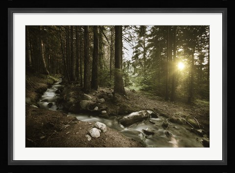 Framed Small stream in a forest at sunset, Pirin National Park, Bulgaria Print