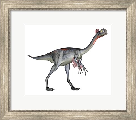 Framed Gigantoraptor dinosaur, white background Print
