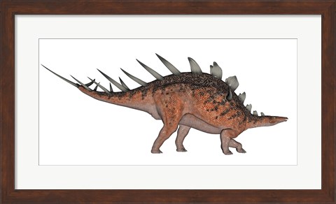 Framed Kentrosaurus dinosaur, white background Print
