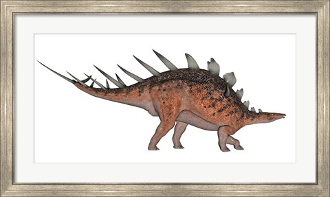 Framed Kentrosaurus dinosaur, white background Print