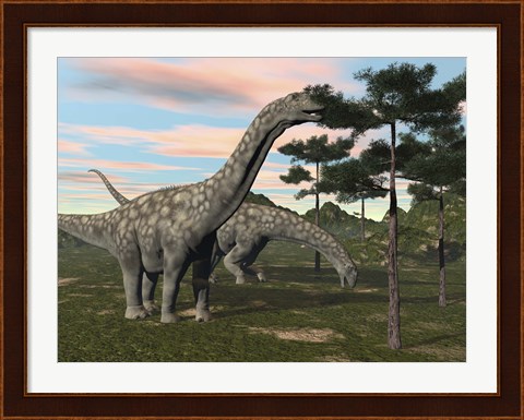 Framed Argentinosaurus dinosaur grazing on treetops Print