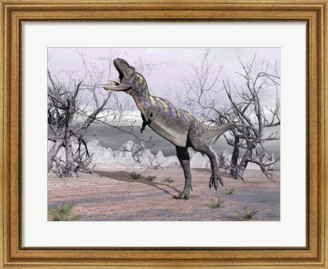Framed Aucasaurus dinosaur roaring in the desert Print