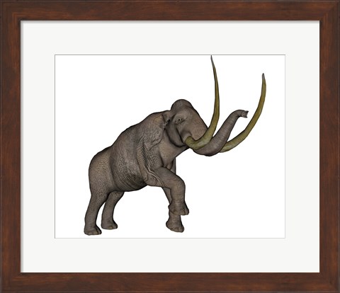 Framed Large mammoth, white background Print