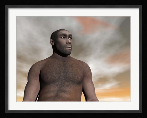 Framed Male Homo Erectus, an extinct species of hominid Print