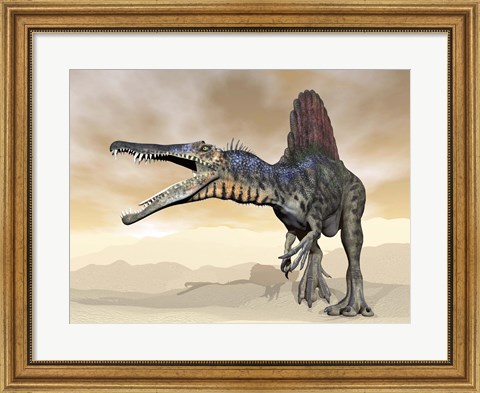 Framed Spinosaurus dinosaur roaring in the desert Print