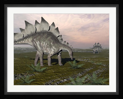 Framed Stegosaurus dinosaurs grazing on plants Print