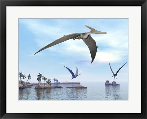 Framed Three pteranodons flying over landscape with hills, palm trees and water Print