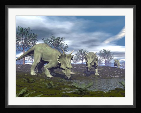 Framed Three Styracosaurus dinosaurs drinking from a nearby lake Print