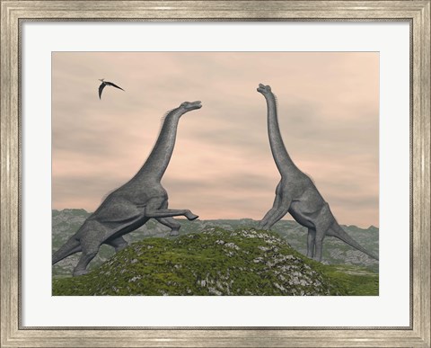 Framed Two Brachiosaurus dinosaurs fighting Print
