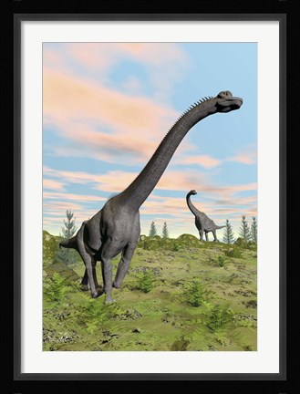 Framed Two brachiosaurus dinosaurs in a prehistoric environment Print