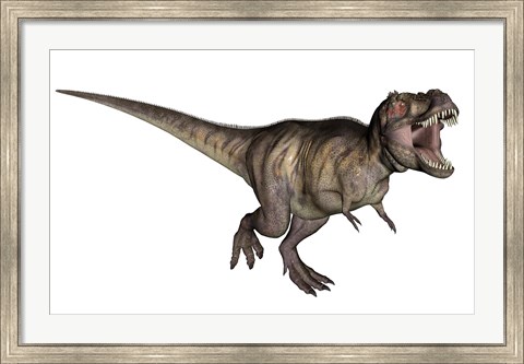Framed Aggressive Tyrannosaurus Rex growling, white background Print