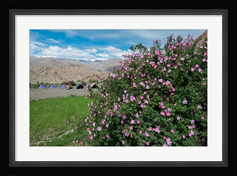 Framed Pink roses at campsite near the Hemis Monastery, Ladakh, India Print