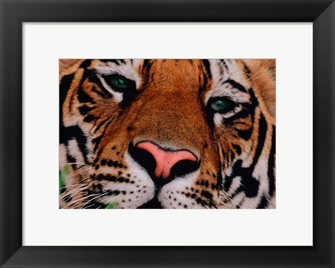 Framed Face of Bengal Tiger, India Print