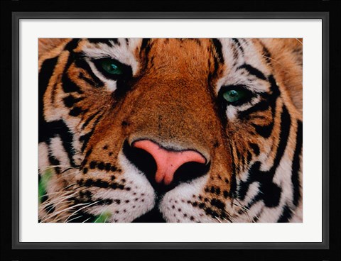 Framed Face of Bengal Tiger, India Print