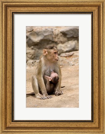 Framed India, Mumbai, Elephanta Caves, monkeys Print