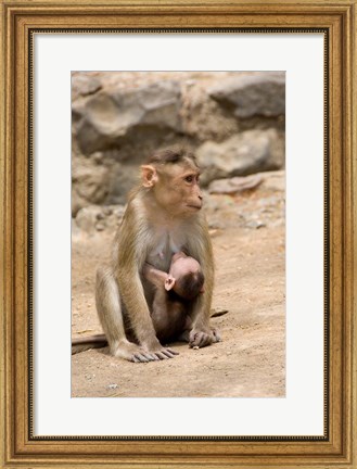 Framed India, Mumbai, Elephanta Caves, monkeys Print