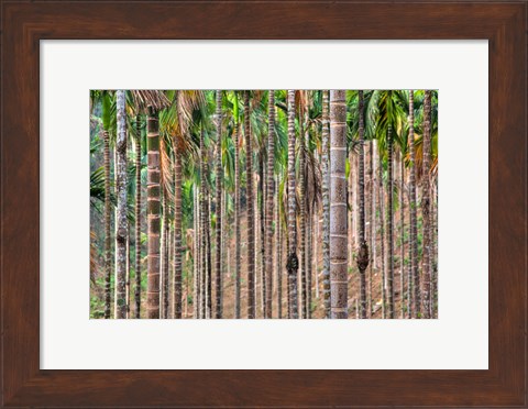 Framed Beetle nut tree trunk detail, Bajengdoba, Meghalaya, India Print