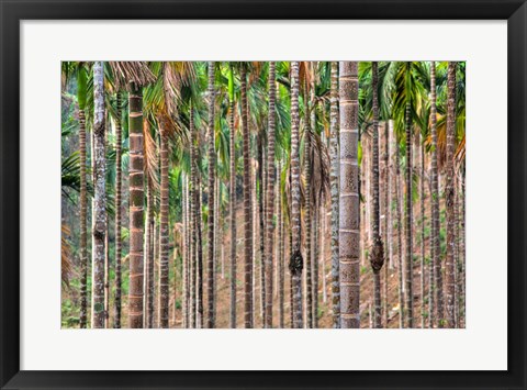 Framed Beetle nut tree trunk detail, Bajengdoba, Meghalaya, India Print