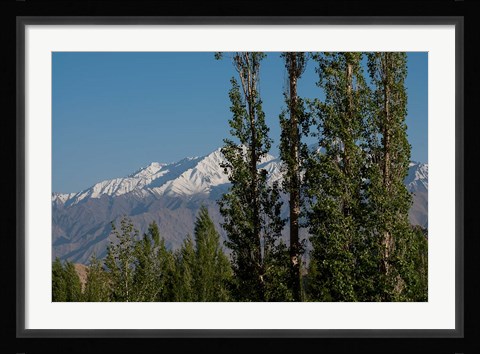 Framed India, Ladakh, Leh, Trees in front of snow-capped mountains Print