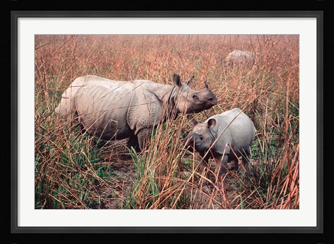 Framed Indian Rhinoceros in Kaziranga National Park, India Print