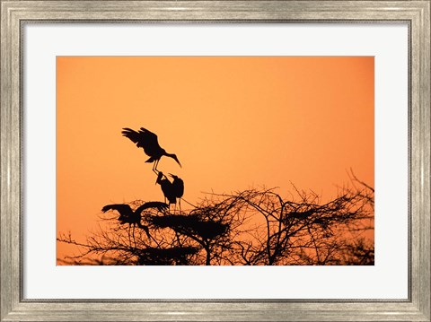 Framed Painted Stork against a sunset sky, India Print