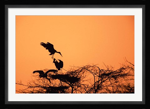 Framed Painted Stork against a sunset sky, India Print