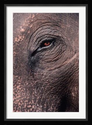Framed Asian Elephant's Eye, Kaziranga National Park, India Print