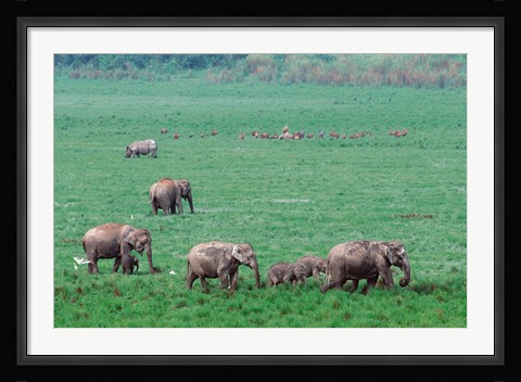 Framed Asian Elephant in Kaziranga National Park, India Print