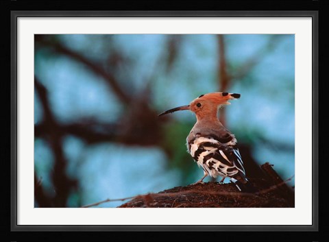 Framed Common Hoopoe in Bandhavgarh National Park, India Print