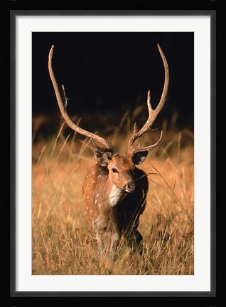 Framed Chital in Bandhavgarh National Park, India Print