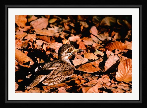 Framed Eurasian Thick-knee in Bandhavgarh National Park, India Print