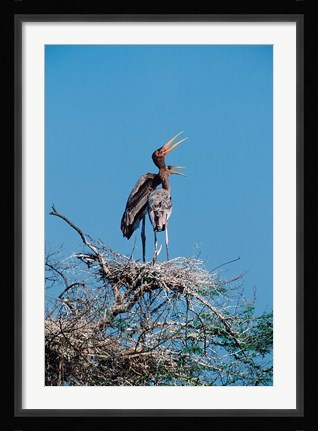 Framed pair of Painted Stork in a tree, India Print