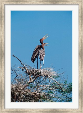 Framed pair of Painted Stork in a tree, India Print
