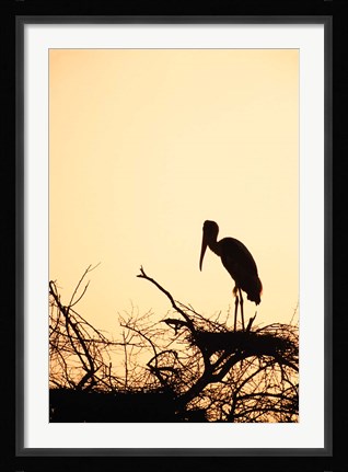 Framed Painted Stork in Bandhavgarh National Park, India Print