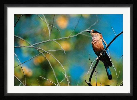 Framed Indian Roller in Bandhavgarh National Park, India Print