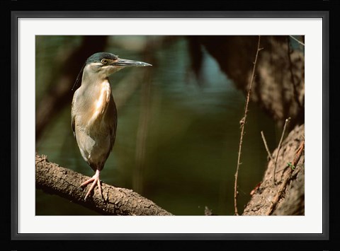 Framed Little Heron in Bandhavgarh National Park, India Print