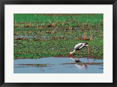 Framed Painted Stork by the water, India Print